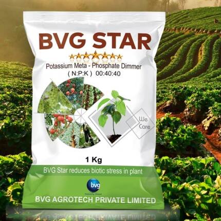 BVG Star