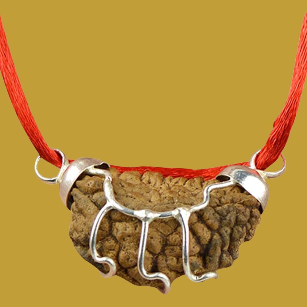 1 Mukhi Rudraksha-4