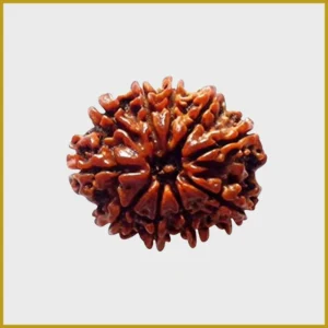 10 Mukhi Rudraksha