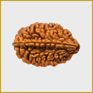 2 Mukhi Rudraksha