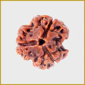 3 Mukhi Rudraksha