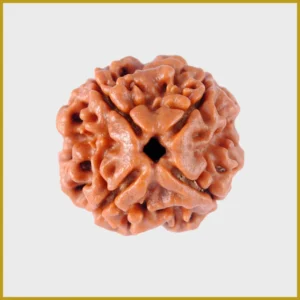 4 Mukhi Rudraksha