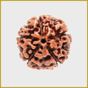 5 Mukhi Rudraksha