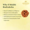 6 Mukhi Rudraksha-3