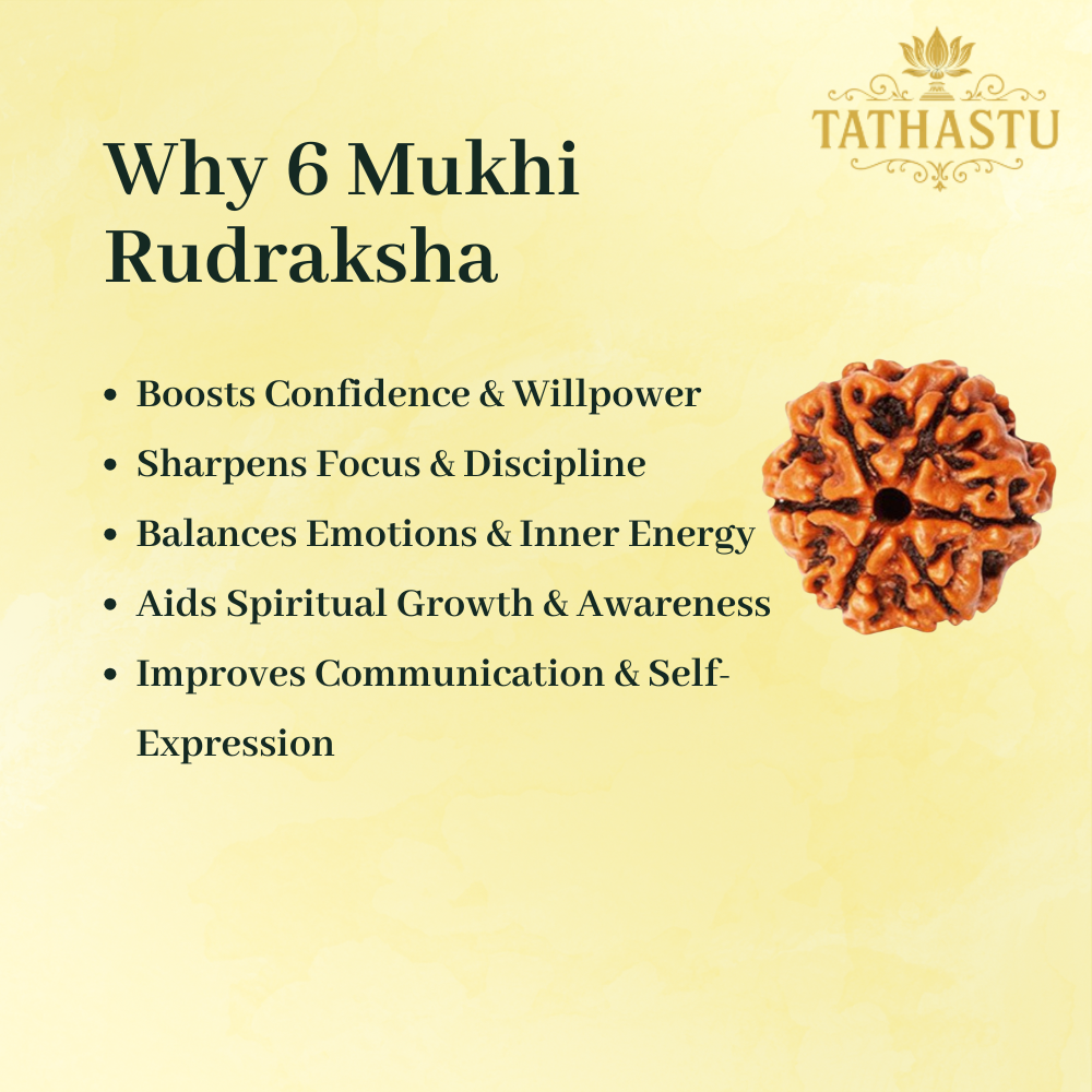 6 Mukhi Rudraksha-3