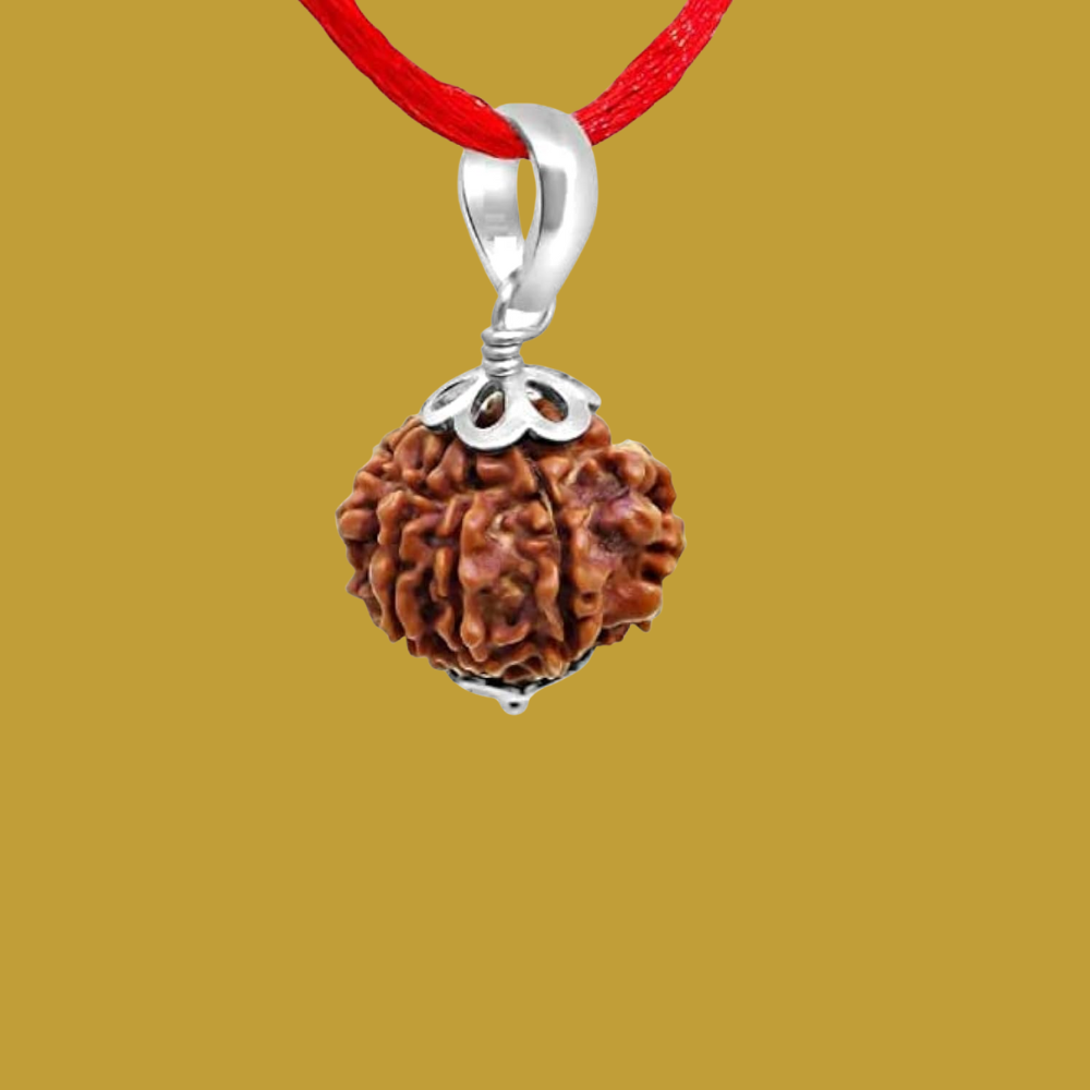 6 Mukhi Rudraksha-4