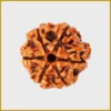 6 Mukhi Rudraksha New Img