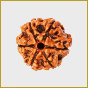 6 Mukhi Rudraksha