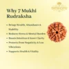 7 Mukhi Rudraksha-3