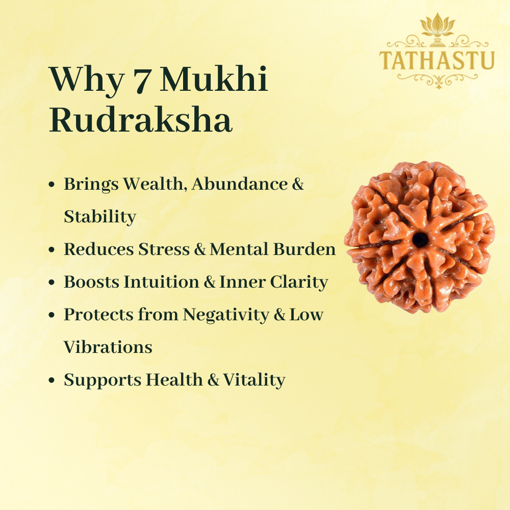 7 Mukhi Rudraksha-3