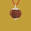 7 Mukhi Rudraksha-4