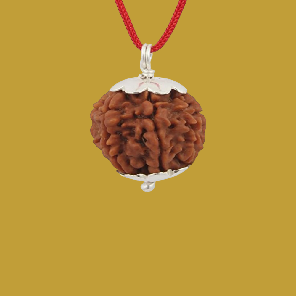 7 Mukhi Rudraksha-4