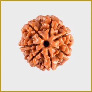 7 Mukhi Rudraksha