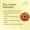 8 Mukhi Rudraksha-3