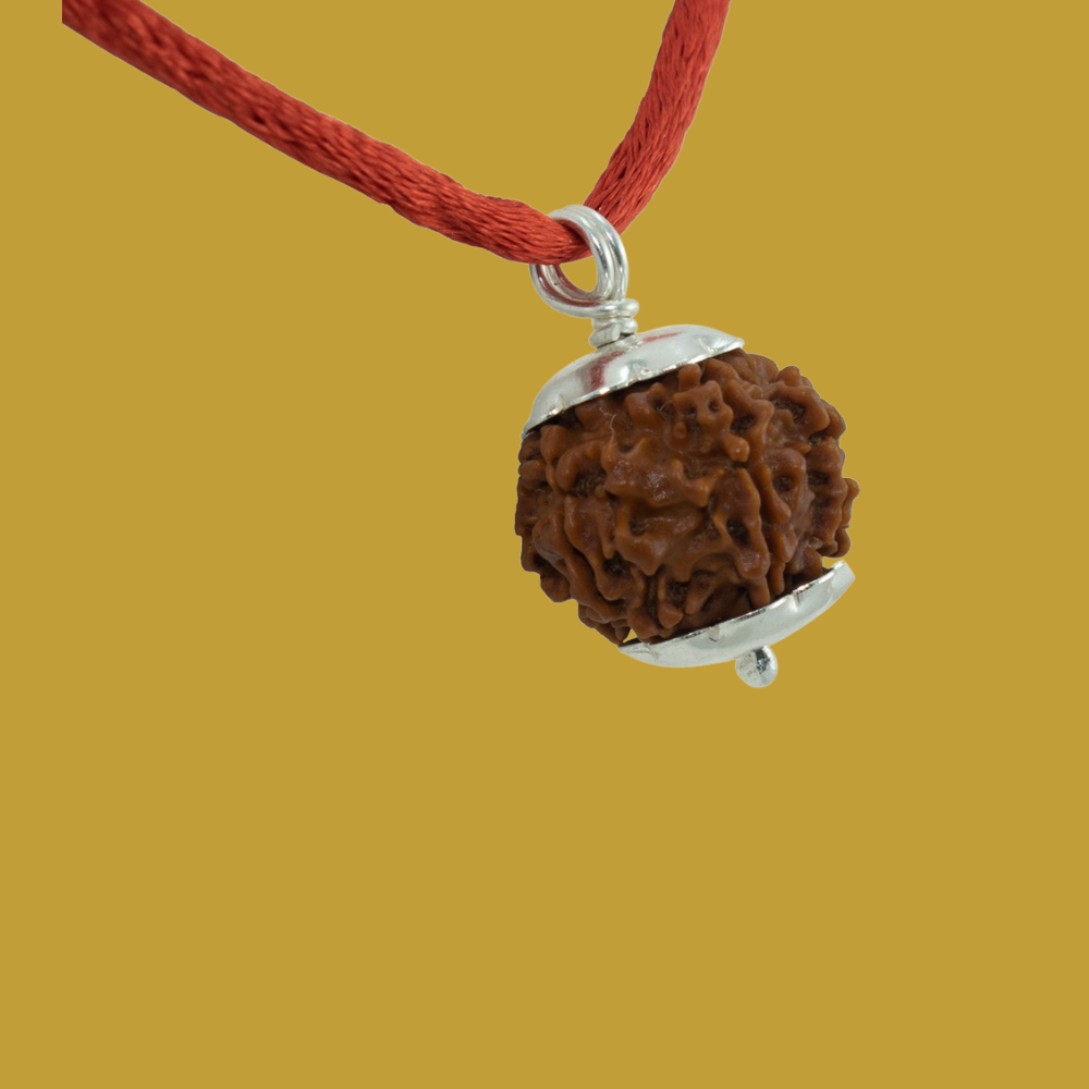 8 Mukhi Rudraksha-4