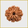 8 Mukhi Rudraksha New Img