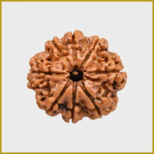 9 Mukhi Rudraksha